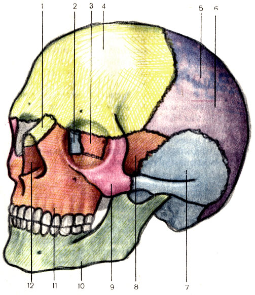 . 46. ;    . 1 -   (os nasale); 2 -   (os lacrimale); 3 -   (os ethmoidale); 4 -   (os frontale); 5 -    (linea temporalis superior); 6 -   (os parietale); 7 -   (os temporale); 8 -   (os sphenoidale); 9 -   (os zygomaticum); 10 -   (mandibula); 11 -   (maxilla); 12 -   (apertura piriformis)