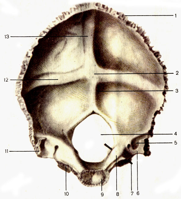 . 47.  ;  . 1 -   (squama occipitalis); 2 -    (protuberantia occipitalis interna); 3 -    (crista occipitalis interna); 4 -    (foramen magnum); 5 -    (sulcus sinus sigmoideus); 6 -   (incisure jugularis); 7 -      (canalis hypoglossi); 8 -   (tuberculum jugulare); 9 -   (pars basilaris); 10 -   (pars lateralis); 11 -   (processus jutjularis); 12 -    (sulcus sinus transversi); 13 -     (sulcus sinus sagittalis superioris)