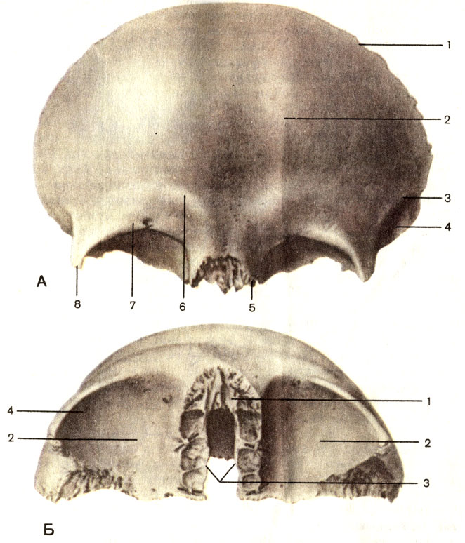 . 54.  .  -  : 1 -   (squama frontalis); 2 -   (tuber frontale); 3 -   (linea temporalis); 4 -   (fades temporalis); 5 -   (pars nasalis); 6 -   (arcus supraorbitalis); 7 -   (margo supraorbitalis); 8 -   (processus zygomaticus).  -  : 1 -  ; 2 -   (partes orbitales); 3 -   (incisure ethmoidalis); 4 -    (fossa glandulae lacrimalis)
