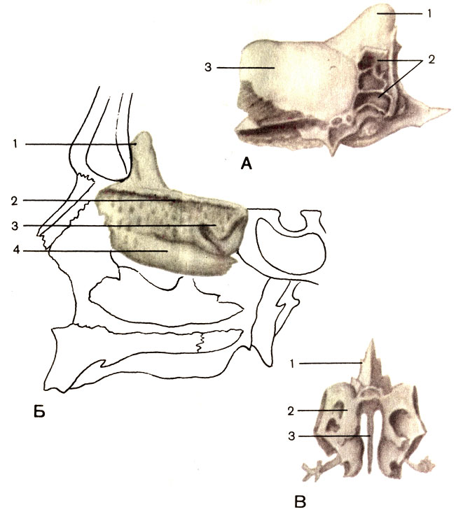 . 55.  .  -  : 1 -   (crista galli); 2 -   (cellulae ethmoidales); 3 -   (lamina orbitalis).  -   : 1 -  ; 2 -   (lamina cribrosa); 3 -    (concha nasalis superior); 4 -    (concha nasalis media).  -  : 1 -  ; 2 -   (labyrinthus ethmoidalis); 3 -   (lamina perpendicularis)