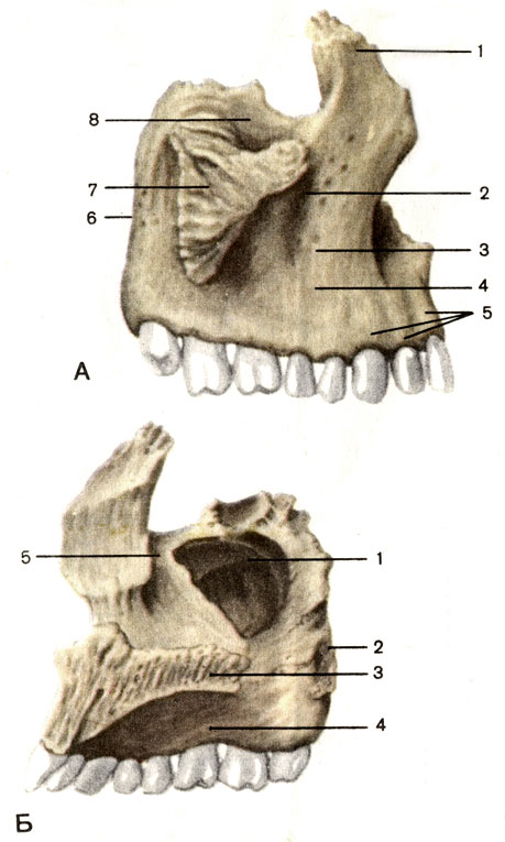 . 56.  , .  -  : 1 -   (processus frontalis); 2 -   (foramen infraorbitale); 3 -   (fossa canina); 4 -   (facies anterior); 5 -   (juga alveolaria); 6 -    (tuber maxillae); 7 -   (processus zygomaticus); 8 -   (facies orbitalis).  -     : 1 -   (sinus maxillaris); 2 -   (facies infratemporalis); 3 -   (processus palatinus); 4 -   (processus alveolaris); 5 -   (sulcus lacrimalis)