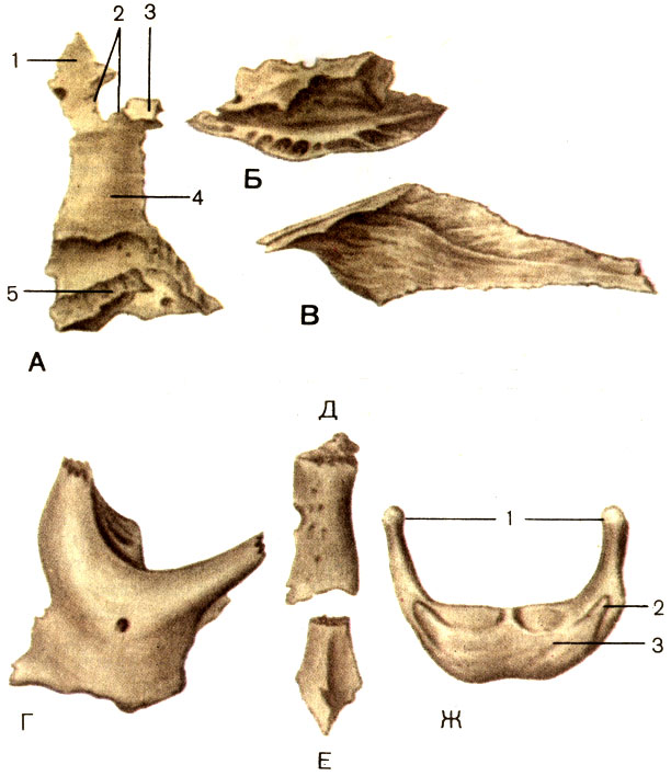 . 58.  .  -   (os palatinum); 1 -   (processus orbitalis); 2 - -  (incisure sphenopalatine); 3 -   (processus sphenoidalis); 4 -   (lamina perpendicularis); 5 -   (lamina horizontalis).  -    (concha nasalis inferior).  -  (vomer).  -   (os zygomaticum).  -   (os nasale).  -   (os lacrimale).  -   (os hyoideum): 1 -   (cornua majora); 2 -   (cornua minora); 3 -    (corpus ossis hyoidei)