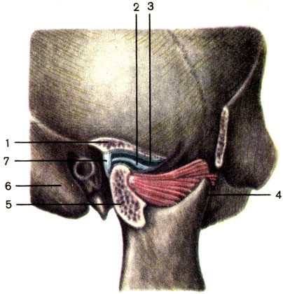 . 59. - ;   (    ). 1 -     (fossa mandibularis ossis temporalis); 2 -   (discus articularis); 3 -   (cavitas articulare); 4 -     (processus coronoideus mandibuiae); 5 -     (processus ndylaris mandibuiae); 6 -     (processus mastoideus ossis temporalis); 7 -   (capsula articularis)
