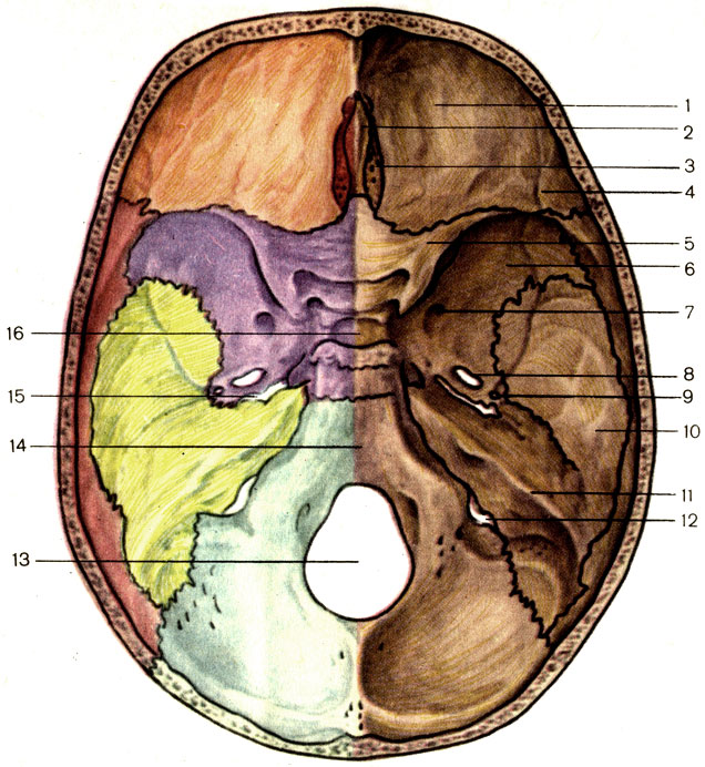 . 60.   . 1 -     (pars orbitalis ossis frontalis); 2 -   (crista galli); 3 -   (lamina cribrosa); 4 -   (sulci arteriosi); 5 -     (ala minor ossis sphenoidalis); 6 -     (ala major ossis sphenoidalis); 7 -   (foramen rotundum); 8 -   (foramen ovale); 9 -   (foramen spinosum); 10 -     (pars squamosa ossis temporalis); 11 -     (pars petrosa); 12 -   (foramen jugulare); 13 -    (foramen magnum); 14 -  (clivus); 15 -   (foramen lacerum); 16 -   (sella turcica)