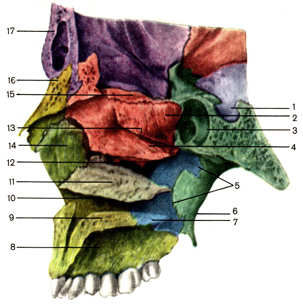 . 62.     ;  . 1 -   (sella turcica); 2 -    (concha nasalis superior); 3 -   (sinus sphenoidalis); 4 -    (concha nasalis media); 5 -     (lamina perpendiculars ossis palatini); 6 -     (lamina medialis processus pterygoidei)  ; 7 -     (lamina horizontals ossis palatini); 8 -     (processus alveolaris maxillae); 9 -     (processus palatinus maxillae); 10 -    (meatus nasalis inferior); 11 -    (concha nasalis inferior); 12 -    (meatus nasalis medius); 13 -    (meatus nasalis superior); 14 -     (processus frontalis maxillae); 15 -     (lamina cribrosa ossis ethmoidalis); 16 -   (on nasale); 17 -   (os frontale)