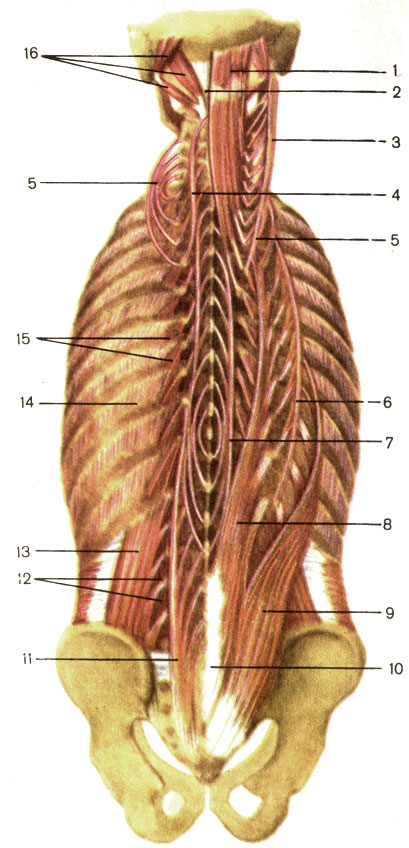 . 67.   . 1 -    (m. semispinalis capitis); 2 -   (lig. nuchae); 3 -    (m. longissimus capitis); 4 -    (m. semispinalis cervicis); 5 -    (m. longissimus cervicis); 6 - -   (m. iliocostalis thoracis); 7 -    (m. spinalis thoracis); 8 -    (m. longissimus thoracis); 9 - -    (m. iliocostalis lumborum); 10 - ,   (m. erector spinae); 11 -   (m. multifidi); 12 -     (mm. intertransversarii laterales lumborum); 13 -    (m. quadratus lumborum); 14 -    (mm. intercostales externi); 15 - ,   (mm. levatores costarum); 16 -   (mm. suboccipitales)