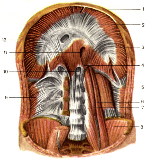 . 71.      . 1 -   (pars sternalis); 2 -   (centrum tendineum); 3 -   (pars costalis); 4 -   (pars lumbalis); 5 -    (m. quadratus lumborum); 6 -    (m. psoas major); 7 -    (m. psoas minor); 8 -   (m. iliacus); 9 -    (m. transversus abdominis); 10 -   (hiatus aorticus); 11 -   (hiatus esophageus); 12 -     (foramen venae cavae)