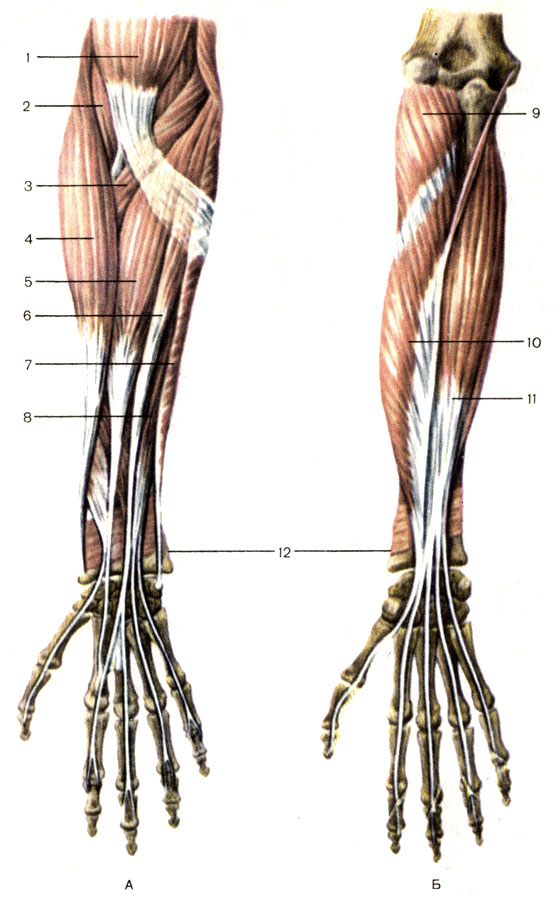. 77.   ;  .  - ;  - ; 1 -    (m. biceps brachii); 2 -   (m. brachialis); 3 -   (m. pronator teres); 4 -   (m. brachioradialis); 5 -    (m. flexor carpi radialis); 6 -    (m. palmaris longus); 7 -    (m. flexor carpi ulnaris); 8 -    (m. flexor digitorum superficialis); 9 -  (m. supinator); 10 -      (m. flexor pollicis longus); 11 -    (m. flexor digitorum profundus); 12 -   (m. pronator quadratus)