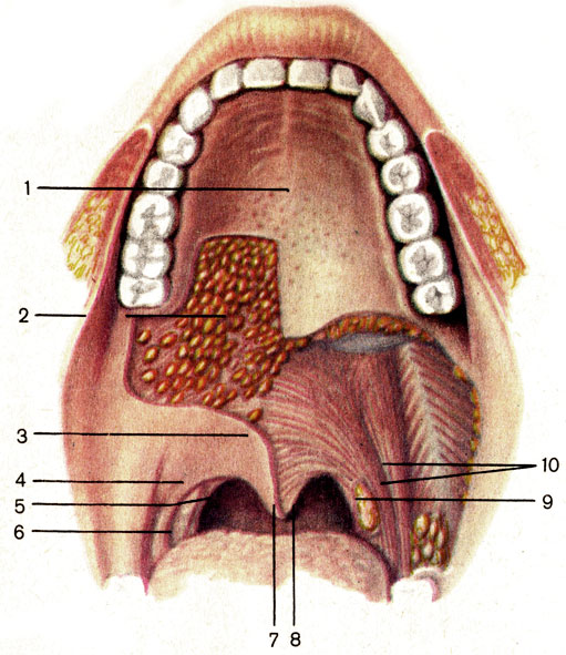 . 92. ;   (   ). 1 -   (palatum durum); 2 -   (glandulae palatinae); 3 -   (palatum molle); 4 - -  (arcus palatoglossus); 5 - -  (arcus palatopharyngeus); 6 -   (tonsilla palatina); 7 -   (uvula palatina); 8 -   (m. uvulae); 9 - -  (m. palatopharyngeus); 10 - -  (m. palatoglossus)