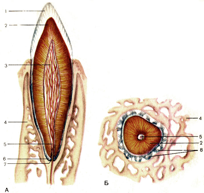 . 95.  .  -  ;  -  ; 1 -  (enamelum); 2 -  (dentinum); 3 -   (pulpa dentis); 4 -  ; 5 -    (canalis radicis dentis); 6- (cementum); 7 -    (foramen apicis dentis); 8 -   