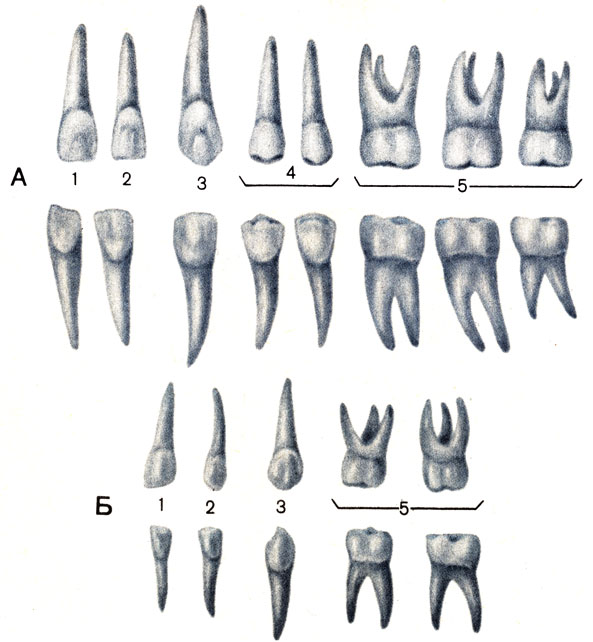 . 96.  ()   () . 1 -   (dens incisivus medialis); 2 -   (dens incisivus lateralis); 3 -  (dens caninus); 4 -    (dentes premolares); 5 -    (dentes molares)