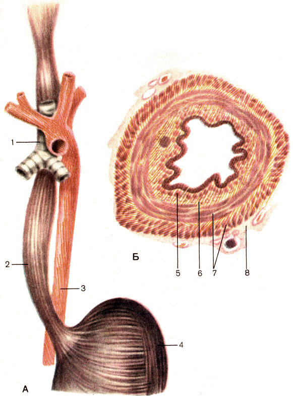 . 99. .  -  ;  -  ; 1 -  (trachea); 2 -  (esophagus); 3 -  (aorta); 4 -  (gaster); 5 -   (tunica mucosa); 6 -   (tela submucosa); 7 -   (tunica muscularis); 8 -   (tunica adventitia)