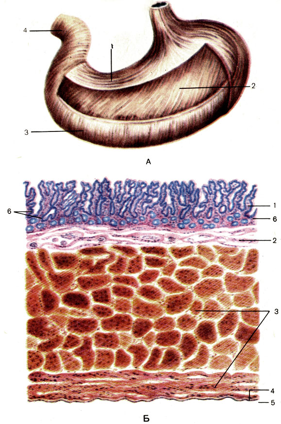 . 103.  .  -  : 1 -   (stratum longitudinale); 2 -   (fibrae obliquae); 3 -   (stratum circulare); 4 -   (m. sphincter pylori).  -  : 1 -   (tunica mucosa); 2 -   (tela submucosa); 3 -   (tunica muscuiaris); 4 -   (tela subserosa); 5 -   (tunica serosa); 6 -   (glandulae gastricae)