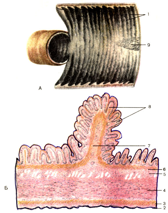 . 106.  .  -  ;  -  ; 1 -   (plicae circulares)  ; 2 -   (tunica serosa); 3 -   (stratum longitudinale)  ; 4 -   (stratum circulare)  ; 5 -   (tela submucosa); 6 -     (lamina muscularis mucosae); 7 -     ( ); 8 -   (villi intestinales); 9 -    (noduli lymphatici aggregati)