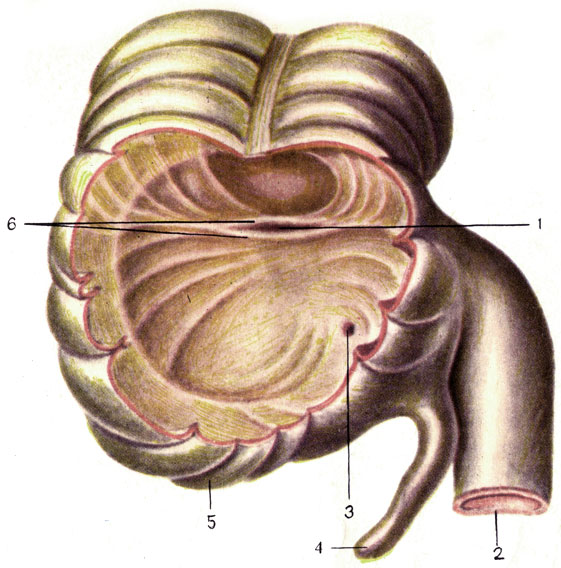 . 109.   ()   . 1 -   (ostium ileocaecale); 2 -   (ileum); 3 -    (ostium appendicis vermiformis); 4 -   (appendix vermiformis); 5 -   (caecum); 6 -   (valva ileocaecalis)