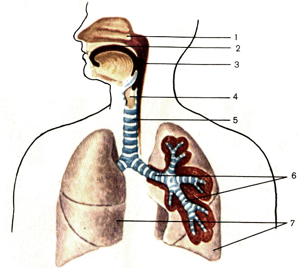 . 112.   (). 1 -   (cavitas nasi); 2 -   (cavitas oris); 3 -  (pharynx); 4 -  (larynx); 5 -  (trachea); 6 -  (bronchi); 7 -  (pulmones)