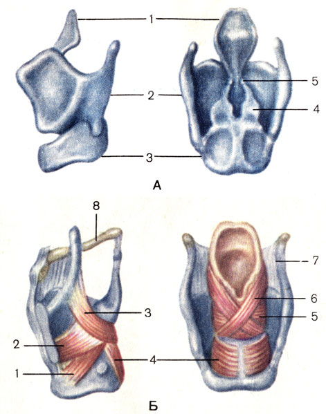 . 113.  ()   () . : 1 -  (epiglottis); 2 -   (cartilago thyroidea); 3 -   (cartilago cricoidea); 4 -   (cartilago arytenoidea); 5 -   (cartilago corniculata). : 1 -    (m. cricoarytenoideus lateralis); 2 -   (m. thyroarytenoideus); 3 -   (m. aryepiglotticus); 4 -    (m. cricoarytenoideus posterior); 5 -    (m. arytenoideus transversus); 6 -    (m. arytenoideus obliquus); 7 -   (membrana thyrohyoidea); 8 -   (os hyoideum)