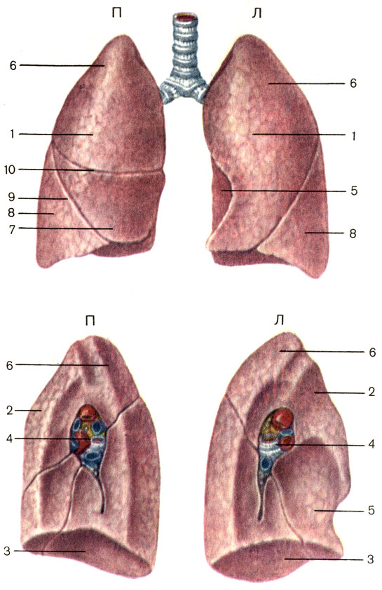 . 116.  ()   () ;   ()     (). 1 -   (facies costalis); 2 -   (facies mediastinals); 3 -   (facies diaphragmatica); 4 -   (radix pulmonis); 5 -   (impressio cardiaca); 6 -   (lobus superior); 7 -   ( ) (lobus medius); 8 -   (lobus inferior); 9 -   (fissura obliqua); 10 -   ( ) (fissura horizontalis)
