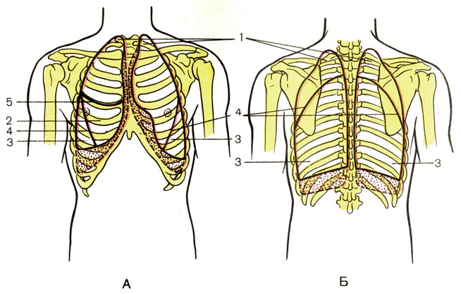 . 118.    .  -  ;  -  ; 1 -  ; 2 -     (lobus medius pulmonis dextri); 3 -  ; 4 -   (fissura obliqua); 5 -   (fissura horizontalis)  