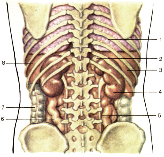 . 119.  . 1 -  (pulmo); 2 -  (glandula suprarenalis); 3 -  (hepar); 4 -  (ren); 5 -  (ureter); 6 -   (intestinum tenue); 7 -   (intestinum crassum); 8 - 