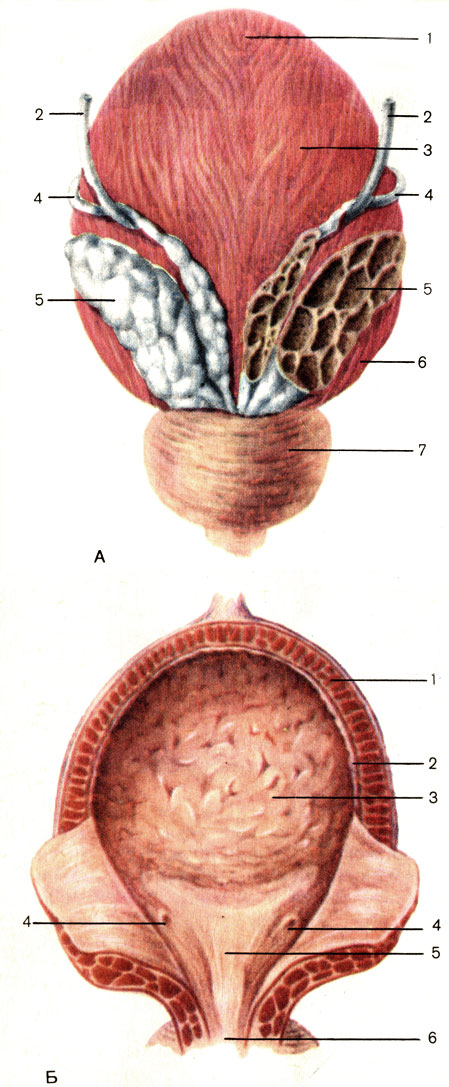 . 122.  .  -  : 1 -  (apex vesicae); 2 -  (ureter); 3 -   (corpus vesicae); 4 -   (ductus deferens); 5 -   (vesicula seminalis); 6 -   (fundus vesicae); 7 -   (prostata).  -  : 1 -   (tunica muscularis); 2 -   (tela submucosal); 3 -   (tunica mucosa); 4 -   (trigonum ureteris); 5 -    (ostii vesicae); 6 -     (ostium urethrae internum)