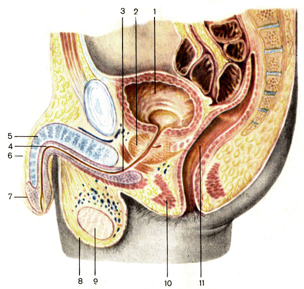 . 123.  ;  . 1 -   (vesica urinaria); 2 -   (prostata); 3 -   (urethra); 4 -     (corpus spongiosum penis); 5 -     (corpus cavernosum penis); 6 -   (penis); 7 -    .(glans penis); 8 -  (scrotum); 9 -  (testis); 10 -   (musculi perinei); 11 -   (rectum)
