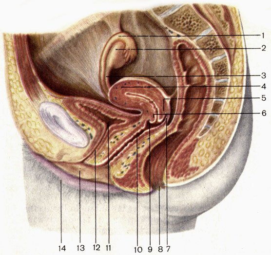 . 126.  ;  . 1 -   (tuba uterina); 2 -  (ovarium); 3 -    (lig. ovarii proprium); 4 -  (uterus); 5 -   (labium posterius); 6 -   (labium anterius); 7 -     (pars posterior fornicis vaginae); 8 -   (anus); 9 -     (pars anterior fornicis vaginae); 10 -  (vagina); 11 -   (vesica urinaria); 12 -   (urethra); 13 -    (labium minus pudendi); 14 -    (labium majus pudendi)