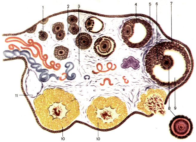 . 127.  (). 1 -    (folliculus ovaricus primarius); 2 -    (cortex ovarii); 3 -    (medulla ovarii); 4 -    (folliculus ovaricus vesiculosus); 5 -   (theca folliculi); 6 -   (cumulus oophorus); 7 -   (stratum granulosum); 8 -  (ovocytus); 9 -   (liquor follicularis); 10 -   (corpus luteum); 11 -   (corpus albicans)