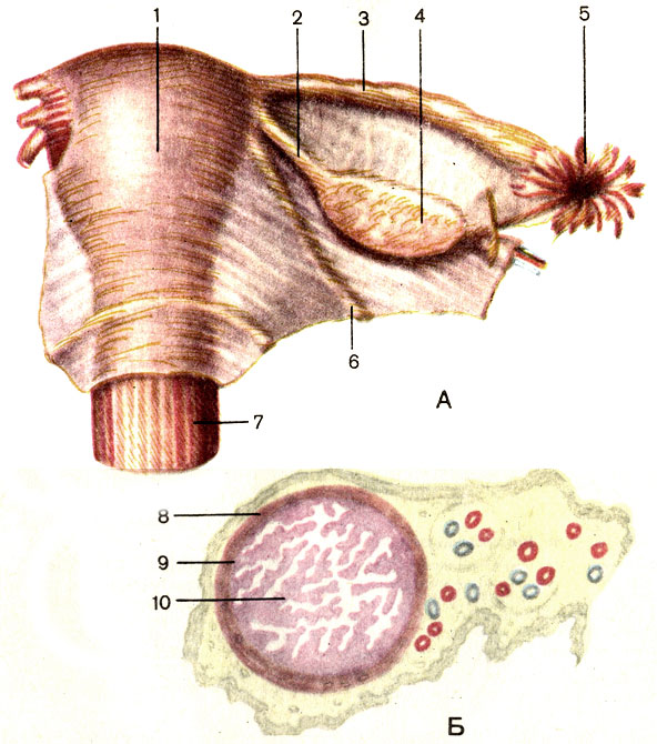 . 128.  ()    () ( ). 1 -  (uterus); 2 -    (lig. ovarii proprium); 3 -   (tuba uterina); 4 -  (ovarium); 5 -   (fimbriae tubae); 6 -    (lig. teres uteri); 7 -  (vagina); 8 -     (tunica muscularis tubae uterinae); 9 -     (tunica mucosa tubae uterinae); 10 -   (plicae tubariae)