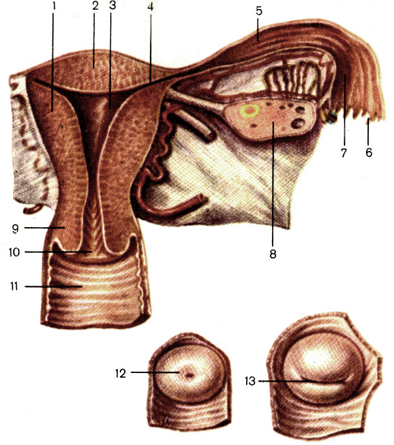 . 129. ,  , ;   ( ). 1 -   (corpus uteri); 2 -   (fundus uteri); 3 -   (cavitas uteri); 4 -    (ostium uterinum tubae); 5 -   (tuba uterina); 6 -   (fimbriae tubae); 7 -     (ostium abdominale tubae uterinae); 8 -  (ovarium); 9 -   (cervix uteri); 10 -   (ostium uteri); 11 -  (vagina); 12 -    ; 13 -    