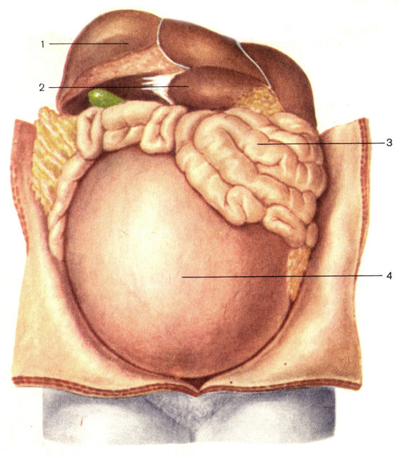 . 130.    (   ). 1 -  (hepar); 2 -  (diaphragma); 3 -   (intestinum tenue); 4 -  (uterus)