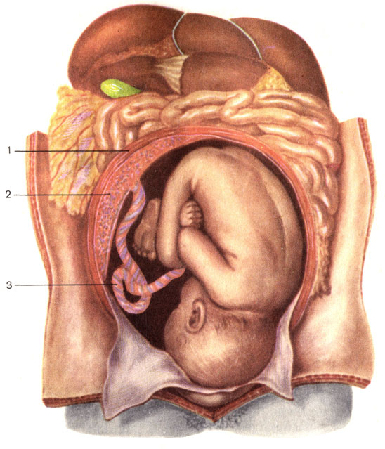 . 131.    (). 1 -  ; 2 -  (placenta); 3 -   (funiculus umbilicalis)