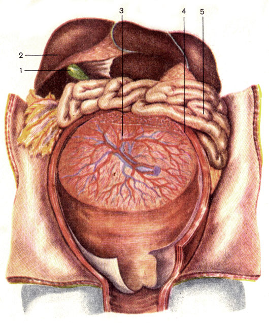 . 132.    (,  ). 1 -   (vesica biliaris); 2 -  (hepar); 3 -  (placenta); 4 -  ; 5 -   (intestinum tenue)