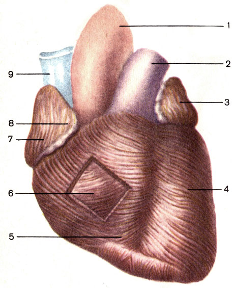 . 139.  ( ). 1 -  (aorta); 2 -   (truncus pulmonalis); 3 -   (auricula sinistra); 4 -      ; 5 -      ; 6 -      ; 7 -   (atrium dextrum); 8 -   (auricula dextra); 9 -    (v. cava superior)