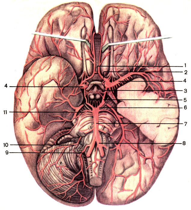 . 141.  . 1 -    (a. communicans anterior); 2 -    (a. cerebri anterior); 3 -    (a. carotis interna); 4 -    (a. cerebri media); 5 -    (a. communicans posterior); 6 -    (a. cerebri posterior); 7 -   (a. basilaris); 8 -   (a. vertebralis); 9 -     (a. inferior posterior cerebelli); 10 -     (a. inferior anterior cerebelli); 11 -    (a. superior cerebelli)