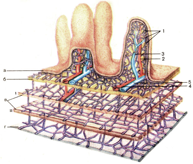 . 149.       (). 1 -  (capillares); 2 -   (arteriole precapillaris); 3 -   (venula postcapillaris); 4 -  (arteriole); 5 -  (venula);  -   (tunica mucosa);  -   (tela submucosa);  -   (tunica muscularis); I -   (stratum circulare); II -   (stratum longitudinale);  -   (tunica serosa)