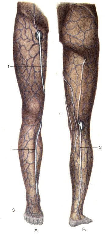 . 161.    , .  -  ;  -  ; 1 -     (v. saphena magna); 2 -     (v. saphena parva); 3 -     (rete venosum dorsale pedis)