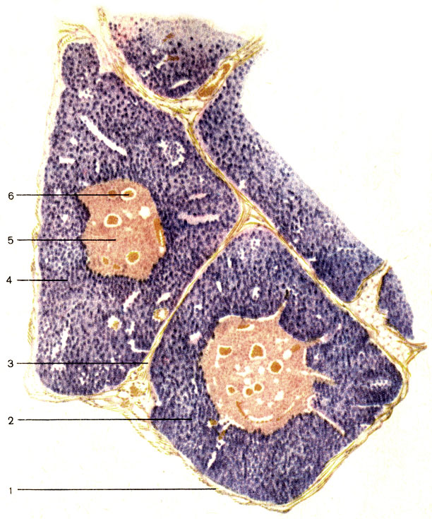 . 172.   (). 1 -  (capsula); 2 -    (lobulus thymi); 3 -   (septum interlobulare); 4 -   (cortex); 5 -   (medulla); 6 -    (corpusculum thymicum)