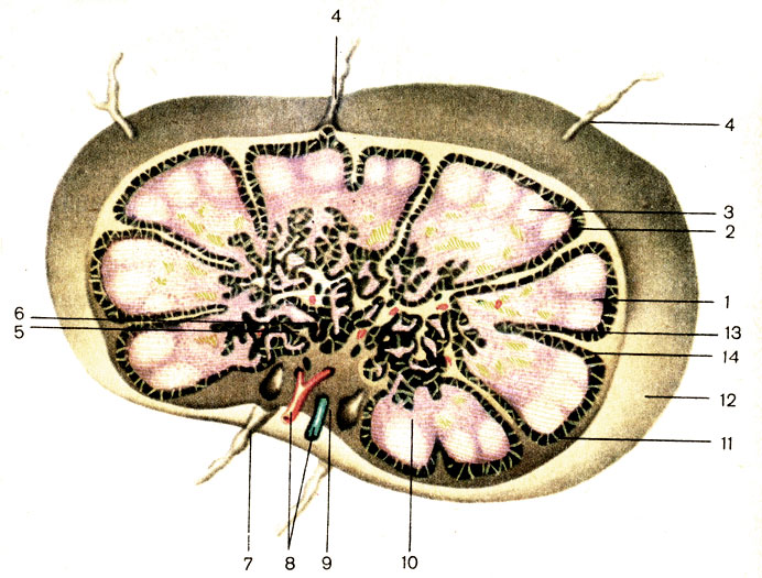 . 173.    . 1 -   (cortex); 2 -   (nodulus lymphaticus); 3 -   (centrum germinale); 4 -    (vas lymphaticum afferens); 5 -   (sinus medullaris); 6 -   (medulla); 7 -    (vas lymphaticum efferens); 8 -  ; 9 -  (hilum); 10 -   (paracortex); 11 -   (sinus subcapsularis); 12 -  (capsula); 13 -  (trabecule); 14 -   (sinus corticalis)