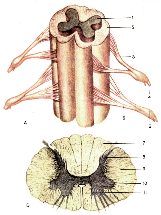 . 176.   ()      (). 1 -   (substantia grisea); 2 -   (substantia alba); 3 -   ()   [radix dorsalis (sensorialis) n. spinalis]; 4 -   (nn. spinales); 5 -   (ganglion spinale); 6 -   ()   [radix ventralis (motoria) . spinalis]; 7 -   (funiculus dorsalis); 8 -   (cornu dorsale); 9 -   (funiculus lateralis); 10 -   (cornu ventrale); 11 -   (funiculus ventralis)