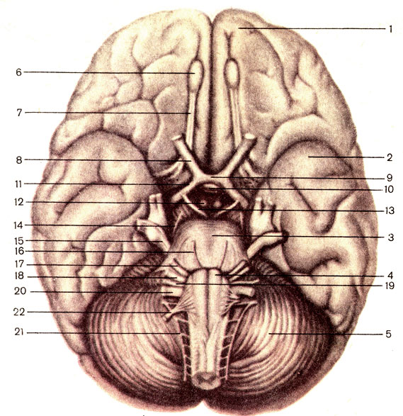 . 178.  , . 1 -      (lobus frontalis hemispherii cerebri); 2 -      (lobus temporalis hemispherii cerebri); 3 -  (pons); 4 -  (pyramis)  ; 5 -  (cerebellum); 6 -   (bulbus olfactorius); 7 -   (tractus olfactorius); 8 -   (n. opticus); 9 -   (chiasma opticum); 10 -  (hypophysis); 11 -   (tractus opticus); 12 -   (corpus mamillare); 13 -   (. oculomotorius); 14 -   (n. trochlearis); 15 -   (n. trigeminus); 16 -   (n. abducens); 17 -   (n. facialis); 18 - -  (n. vestibulocochlearis); 19 -   (n. glossopharyngeus); 20 -   (n. vagus); 21 -   (n. accessorius); 22 -   (n. hypoglossus)
