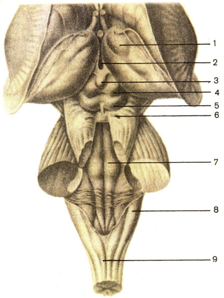 . 182.   ;  . 1 -  (thalamus); 2 - III  (ventriculus tertius); 3 -   (corpus pineale); 4 -   (colliculus rostralis); 5 -   (colliculus caudalis); 6 -   (n. trochlearis); 7 -   (fossa rhomboidea); 8 -    (pedunculus cerebellaris Caudalis); 9 -    (sulcus medianus dorsalis)  