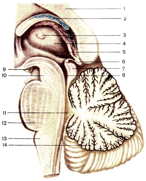 . 179.   ;  . 1 -   (corpus callosum); 2 -  (fornix); 3 -   (adnesio interhalamica); 4 -  (thalamus); 5 -   (commissura posterior); 6 -   (corpus pineale); 7 -     (lamina tecti mesencephali); 8 -    (aqueductus mesencephali); 9 -   (corpus mamillare); 10 -   (pedunculus cerebri); 11 - IV  (ventriculus quartus); 12 -  (pons); 13 -   (medulla oblongata); 14 -  (cerebellum)
