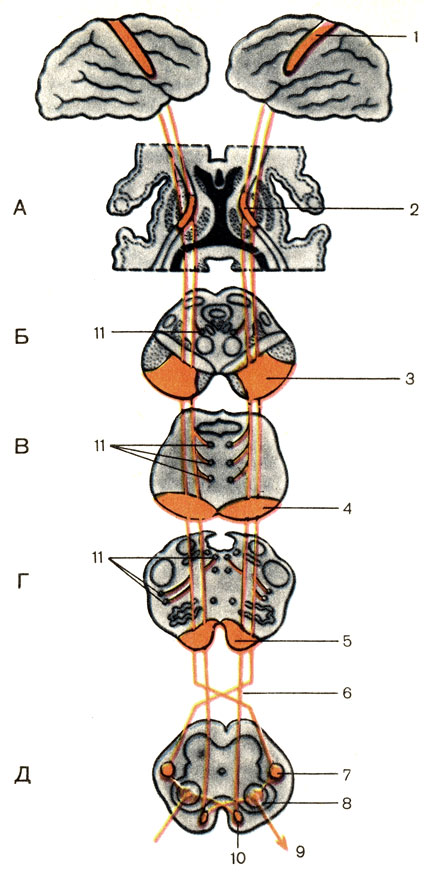 . 186.     (). :  -  ;  -  ;  - ;  -  ;  -  ; 1 -     (gyrus precentralis cerebri); 2 -     (capsula interna cerebri); 3 -    (basis dunculi cerebri); 4 - -   (fibrae corticospinalis pontis); 5 - -    (fibrae corticospinals medullae oblongatae); 6 -   (decussatio ramidum); 7 -  -  (tractus corticospinal lateralis); 8 -   (cornu ventrale); 9 -   () [radix ventralis (motorius)]; 10 -  -  (tractus corticospinalis ventralis); 11 - -  (fibrae corticospinales)