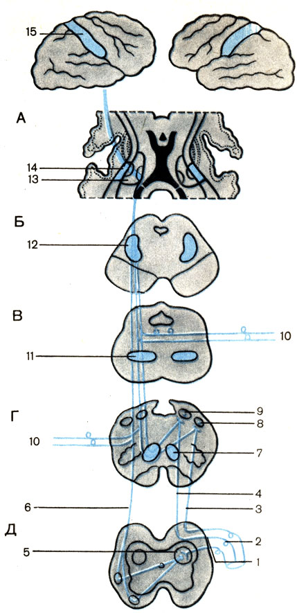 . 187.   , ,     (). :  -  ;  -  ;  - ;  -  ;  -  ; 1 -  ()  [radix dorsalis (sensorius)]; 2 -   (ganglion spinale); 3 -   (fasciculus cuneatus); 4 -   (fasciculus gracilis); 5 -   (nucleus proprius); 6 - -  (tractus spinothala-micus); 7 -        (lemniscus medialis); 8 -   (nucleus cuneatus); 9 -   (nucleus gracilis); 10 -     (neurofibrae afferentes nervorum cranialium); 11 -      ; 12 -       ; 13 -  (thalamus); 14 -   (capsula interna); 15 -   (gyrus postcentralis)