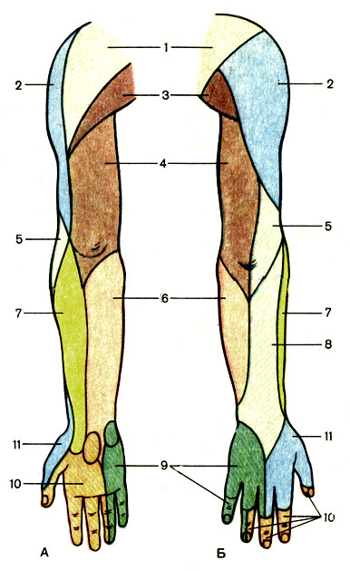. 196.     , .  -  ;  -  ; 1 -   (nn. supraclaviculares); 2 -     (n. cutaneus braehii lateralis); 3 -      (nn. cutanei laterales nn. intercostalium); 4 -     (n. cutaneus brachii medialis); 5 -     (n. cutaneus brachii posterior); 6 -     (n. cutaneus antebrachii medialis); 7 -     (n. cutaneus antebrachii lateralis); 8 -     (n. cutaneus antebrachii posterior); 9 -   (n. ulnaris); 10 -   (n. medianus); 11 -   (n. radialis)