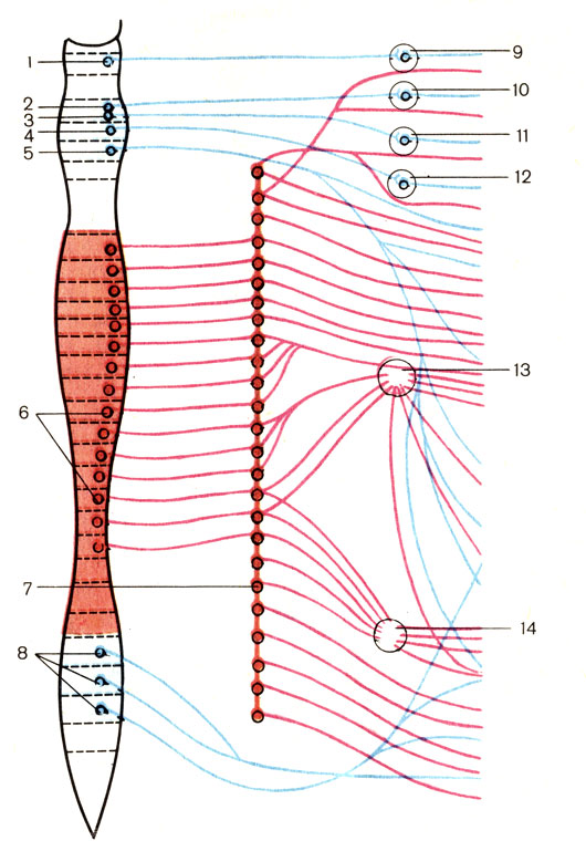 . 200.    ().     ,  - . 1 -     (nucleus oculomotorius accessorius); 2 -   (nucleus lacrimalis); 3 -    (nucleus salivatorius cranialis); 4 -    (nucleus salivatorius caudalis); 5 -    (nucleus dorsalis n. vagi); 6 -          ; 7 -   (truncus sympathicus); 8 -    (nuclei parasympathici sacrales); 9 -   (ganglion ciliare); 10 -   (ganglion pterygopalatinum); 11 -   (ganglion submandibulare); 12 -   (ganglion oticum); 13 -   (ganglia coeliaca); 14 -   (ganglia mesenterica)