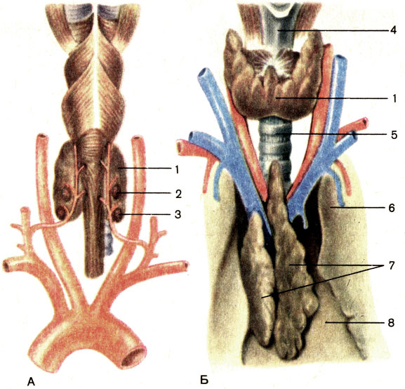 . 202. ,    .  -  ;  -  ; 1 -   (glandula thyroidea); 2 -    (glandula parathyroidea superior); 3 -    (glandula parathyroidea inferior); 4 -  (larynx); 5 -  (trachea); 6 -  (pulmo); 7 -   (thymus); 8 -  (pericardium)