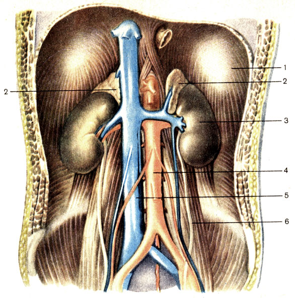 . 203.  . 1 -  (diaphragma); 2 -  (glandula suprarenalis); 3 -  (ren); 4 -  (aorta); 5 -    (v. cava inferior); 6 -  (ureter)