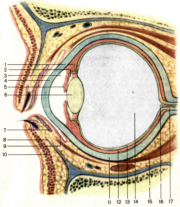 . 206.  ;  . 1 -   (corpus ciliare); 2 -     (camera posterior bulbi); 3 -     (camera anterior bulbi); 4 -  (cornea); 5 -  (iris); 6 -  (lens); 7 -    (glandula tarsalis); 8 -    (tarsus inferior); 9 -  (tunica conjunctiva); 10 -    (m. tarsalis inferior); 11 -  (sclera); 12 -    (choroidea); 13 -  (retina); 14 -   (corpus vitreum); 15 -    (m. bulbi); 16 -    (discus nervi optici); 17 -   (n. opticus)